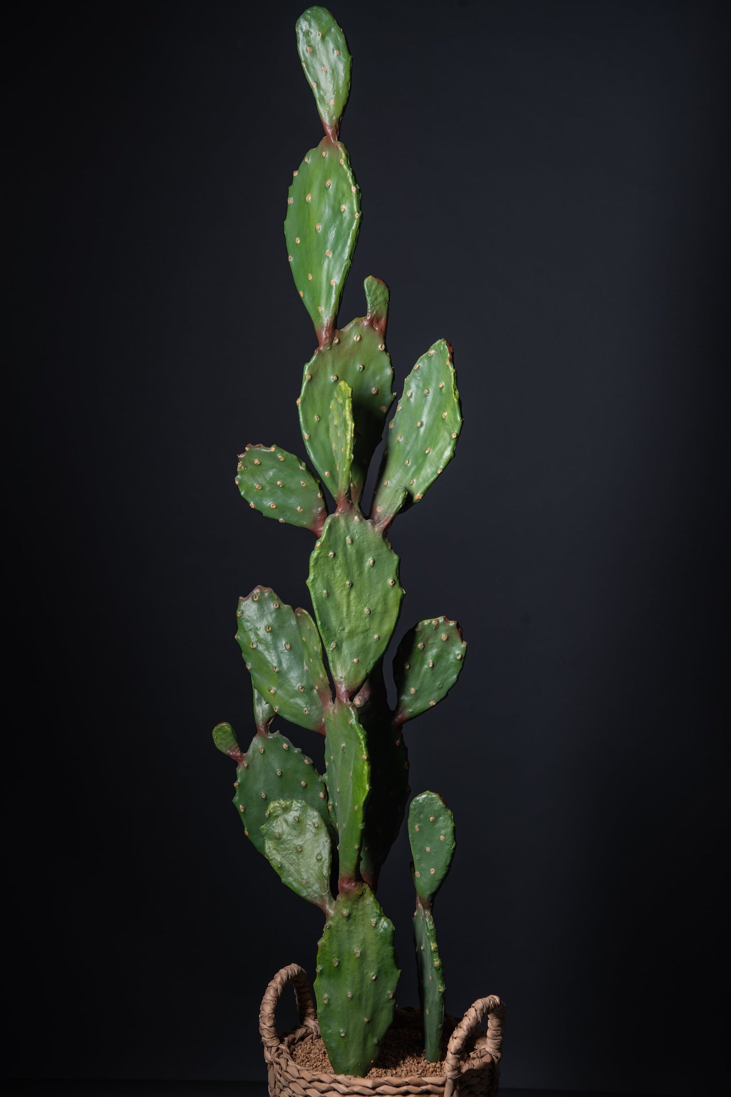 Instrumenthead-Daniel Donato Cactus